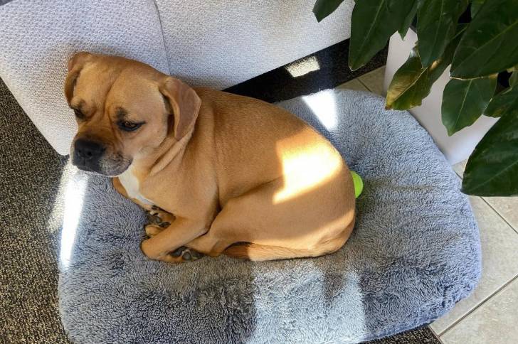 Un Frengle allongé sur un lit pour chien 