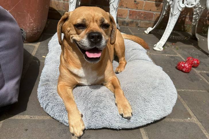 Un Frengle allongé sur un lit pour chien et tirant la langue 