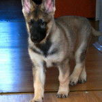 Iolanta - Berger de l'Europe de l'Est (2 mois)