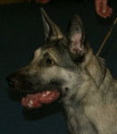 gris sable - Berger de l'Europe de l'Est