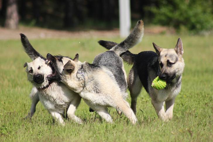 Photo Berger de l'Europe de l'Est