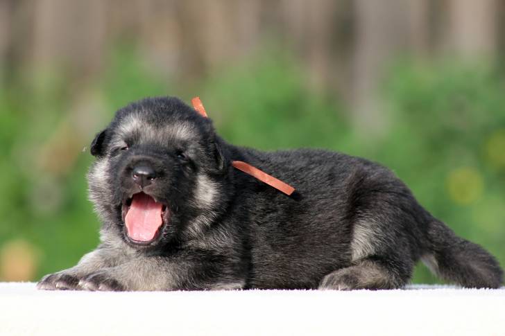 Photo Berger de l'Europe de l'Est