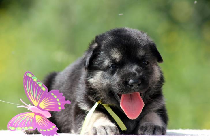 Photo Berger de l'Europe de l'Est