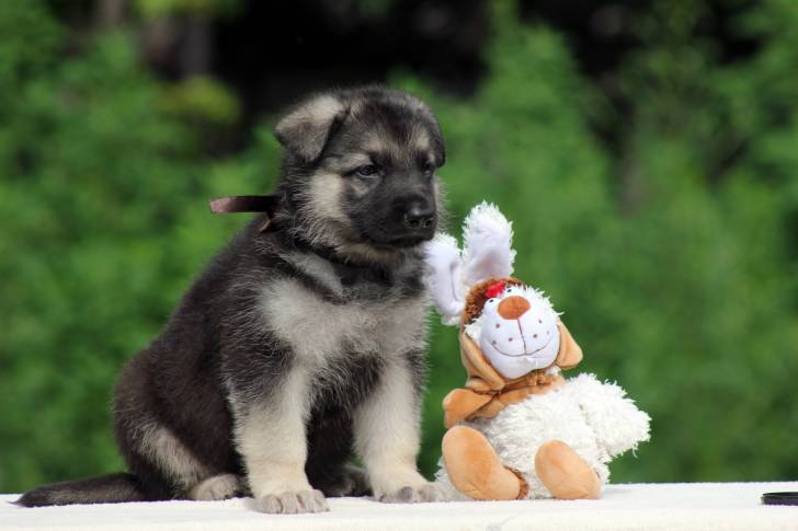 Photo Berger de l'Europe de l'Est