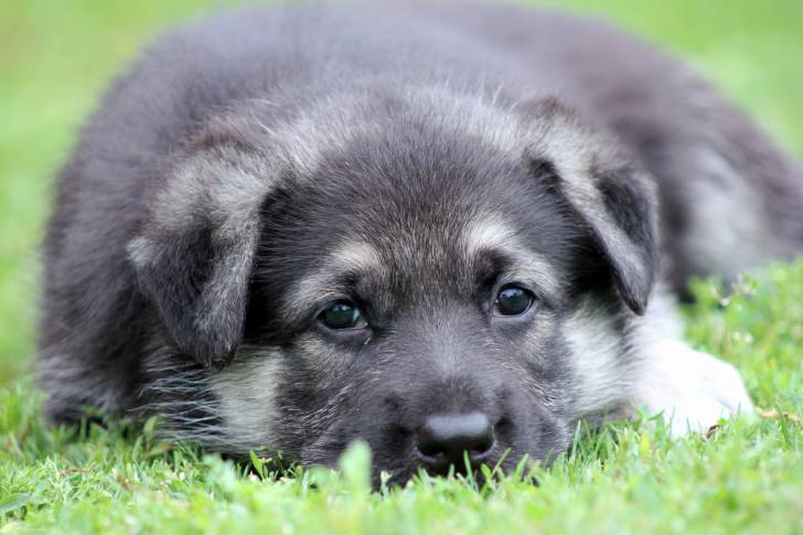 Photo Berger de l'Europe de l'Est