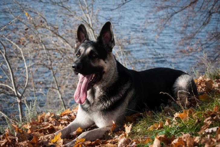 Photo Berger de l'Europe de l'Est