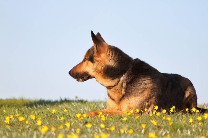 Photo Berger de l'Europe de l'Est