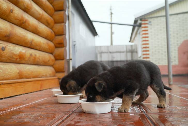 Photo Berger de l'Europe de l'Est