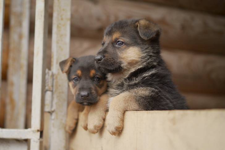 Photo Berger de l'Europe de l'Est
