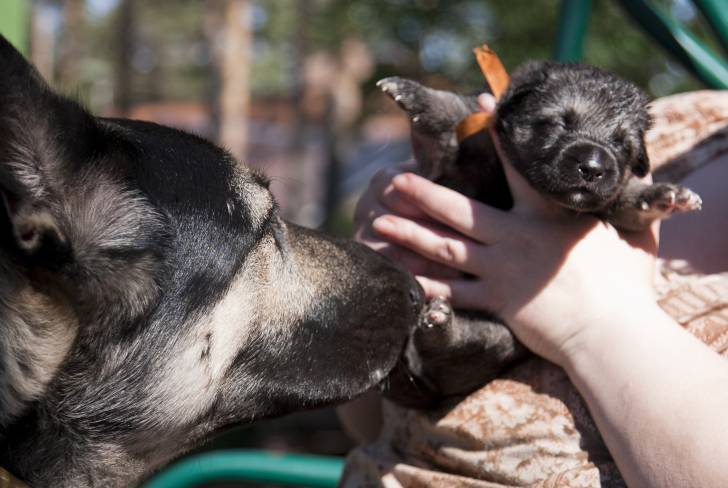 Photo Berger de l'Europe de l'Est