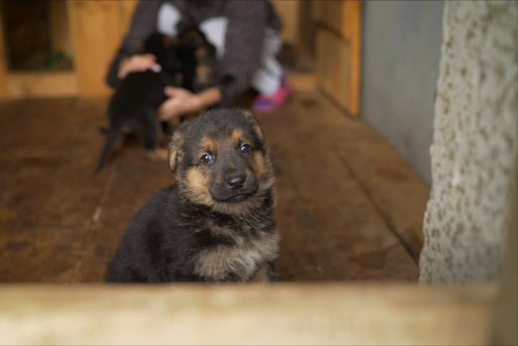 Photo Berger de l'Europe de l'Est