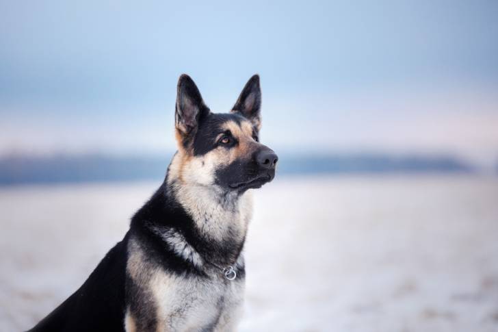 Photo Berger de l'Europe de l'Est