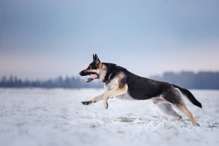 Photo Berger de l'Europe de l'Est