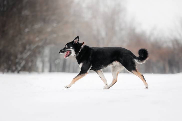 Photo Berger de l'Europe de l'Est