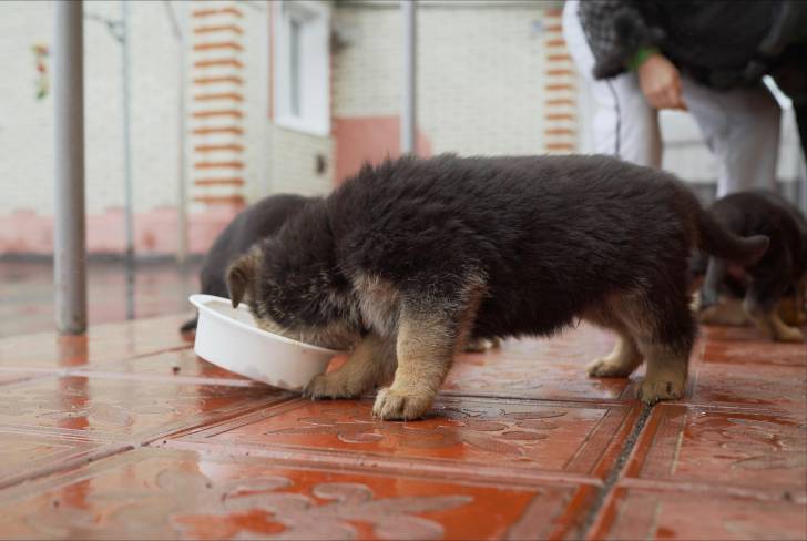 Photo Berger de l'Europe de l'Est