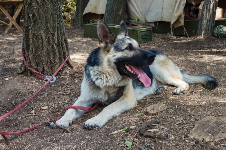 Photo Berger de l'Europe de l'Est