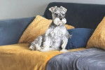 Un Miniature French Schnauzer assis sur un canapé 