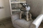 Un Miniature French Schnauzer assis sur un fauteuil et portant un carcan 