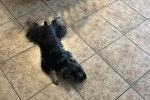 Un Miniature French Schnauzer allongé sur un sol carrelé et semblant détendu 