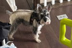 Un Miniature French Schnauzer sur un plancher et portant un harnais 
