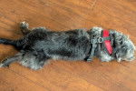 Un Miniature French Schnauzer allongé sur un plancher et portant un harnais 
