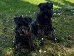 Deux Miniature French Schnauzer sur un terrain herbeux et portant tous deux un harnais 