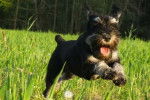 Un Miniature French Schnauzer courant sur un terrain herbeux et tirant la langue 