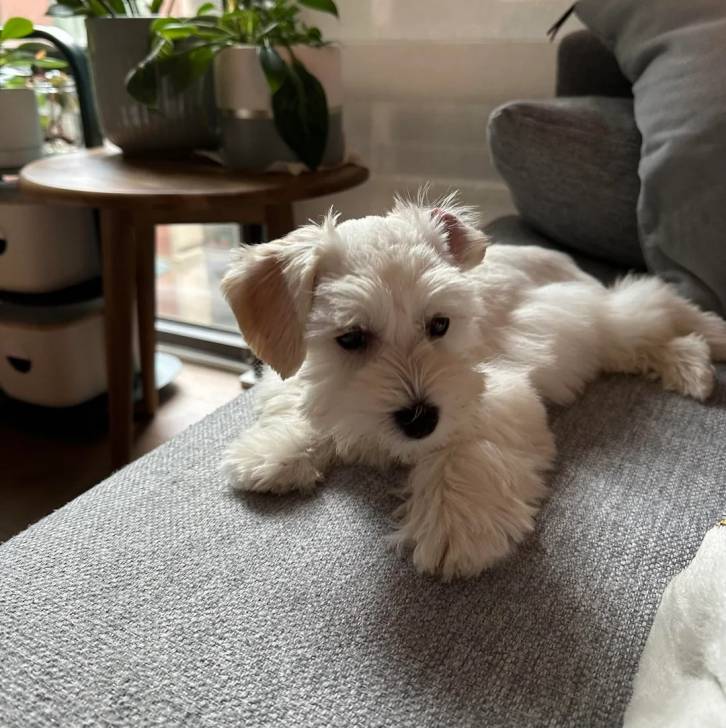 Un Miniature French Schnauzer allongé sur un canapé 