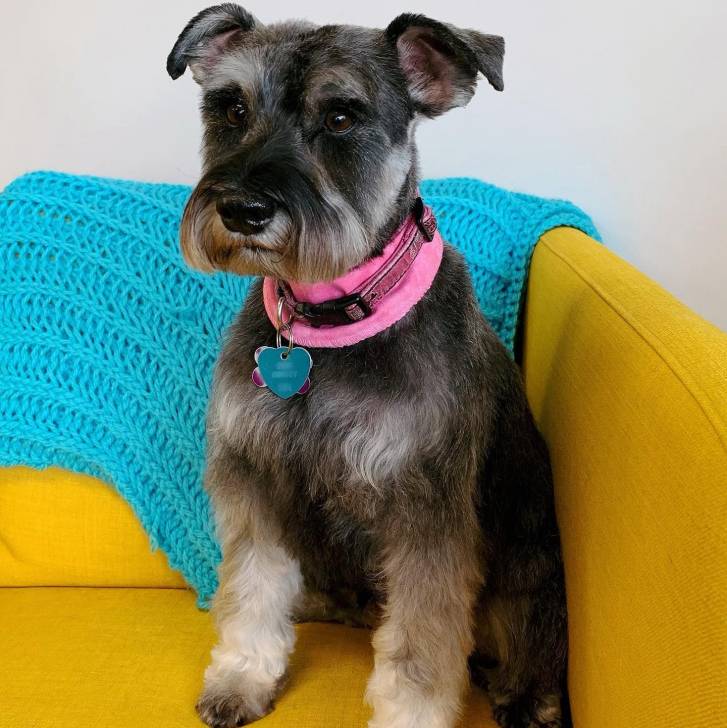 Un Miniature French Schnauzer assis sur un canapé et portant un collier autour du cou