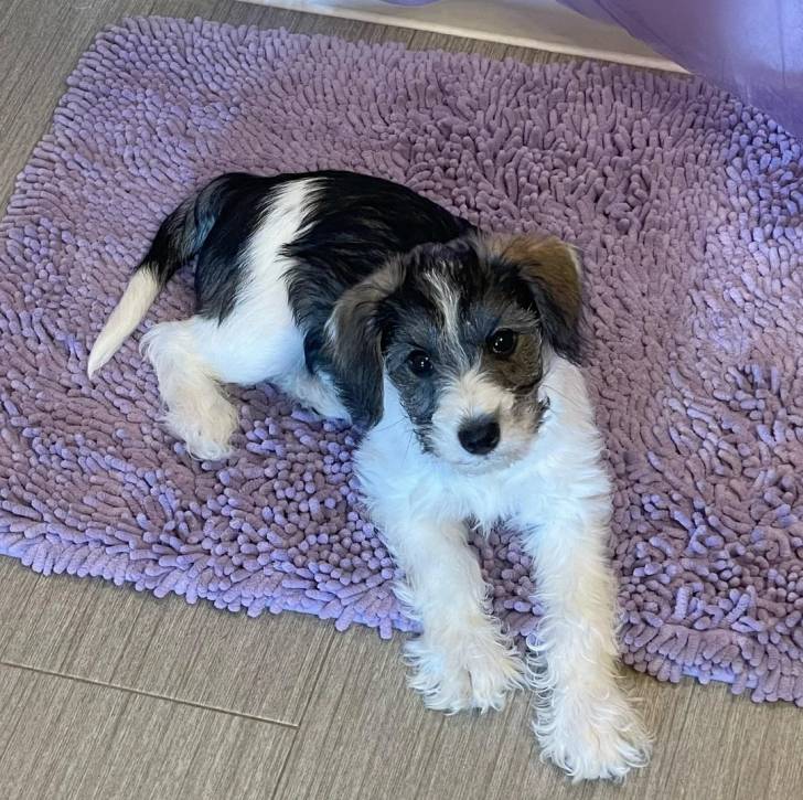 Un Miniature French Schnauzer allongé sur un tapis et regardant vers la caméra 