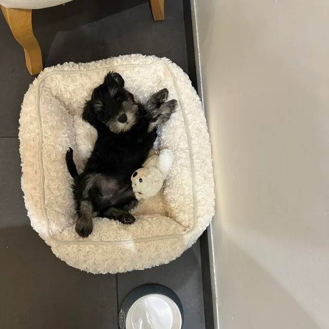 Un Miniature French Schnauzer allongé dans un panier et regardant vers la caméra 