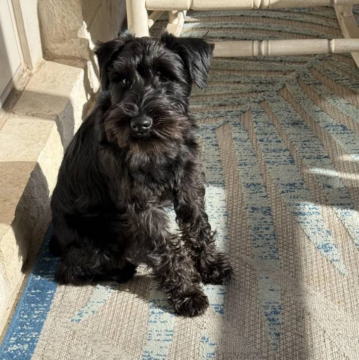 Un Miniature French Schnauzer assis sur un tapis et regardant vers la caméra
