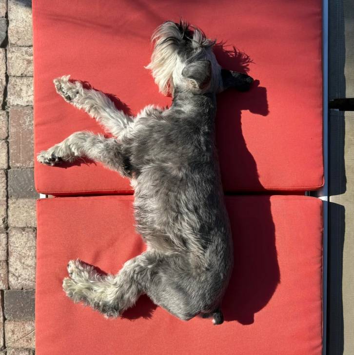 Un Miniature French Schnauzer allongé et semblant dormir 