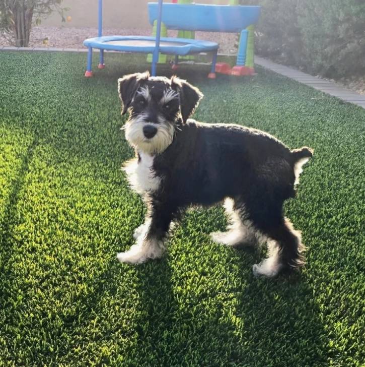 Un Miniature French Schnauzer sur une surface gazonnée et regardant vers la caméra 