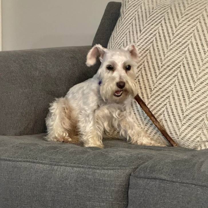 Un Miniature French Schnauzer assis sur un canapé et portant un collier autour du cou