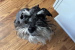 Un Miniature French Schnauzer assis sur un plancher 