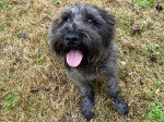 Un Miniature French Schnauzer tirant la langue et portant un collier autour du cou 