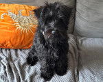 Un Miniature French Schnauzer assis sur un canapé et regardant vers la caméra 