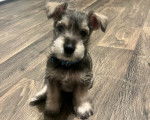 Un chiot Miniature French Schnauzer assis sur un plancher et portant un collier autour du cou
