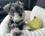 Un Miniature French Schnauzer allongé dans un panier et portant un collier autour du cou