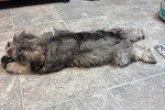 Un Miniature French Schnauzer allongé sur un carrelé et semblant détendu