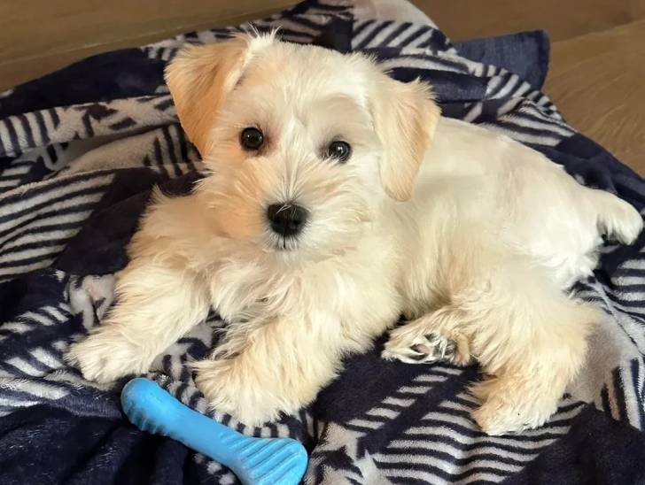 Un Miniature French Schnauzer allongé et regardant vers la caméra 