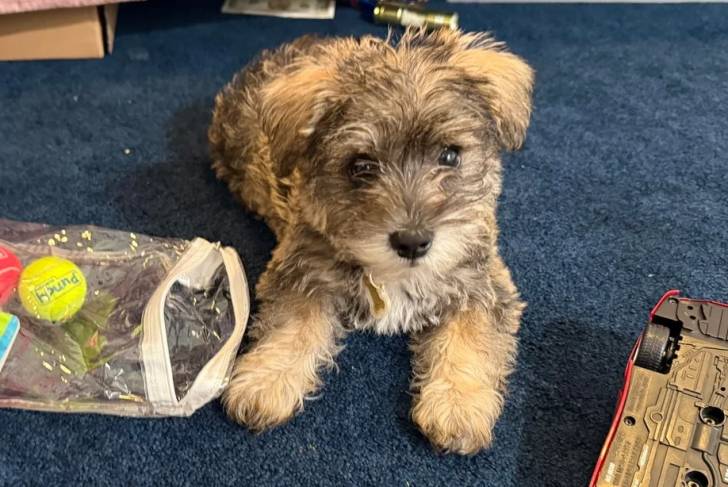 Un Miniature French Schnauzer allongé sur un tapis et portant un collier autour du cou