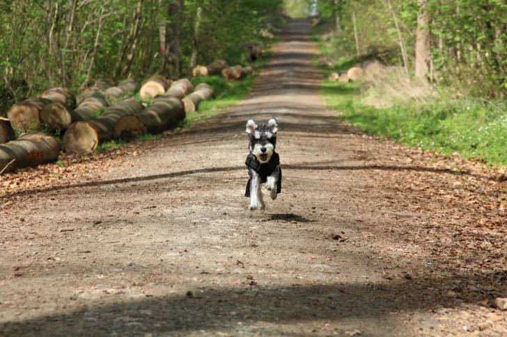Un Miniature French Schnauzer courant sur un sentier et portant un harnais 