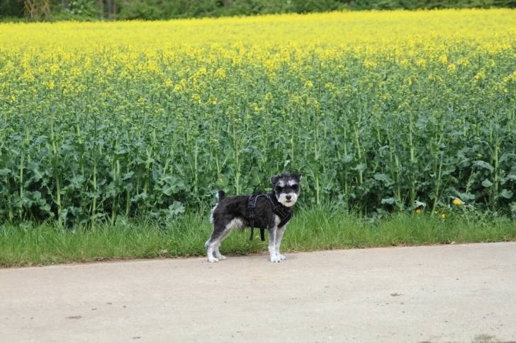 Un Miniature French Schnauzer regardant vers la caméra et portant un harnais 