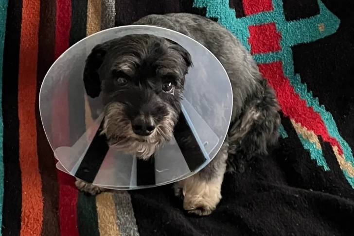 Un Miniature French Schnauzer regardant vers la caméra et portant un carcan 