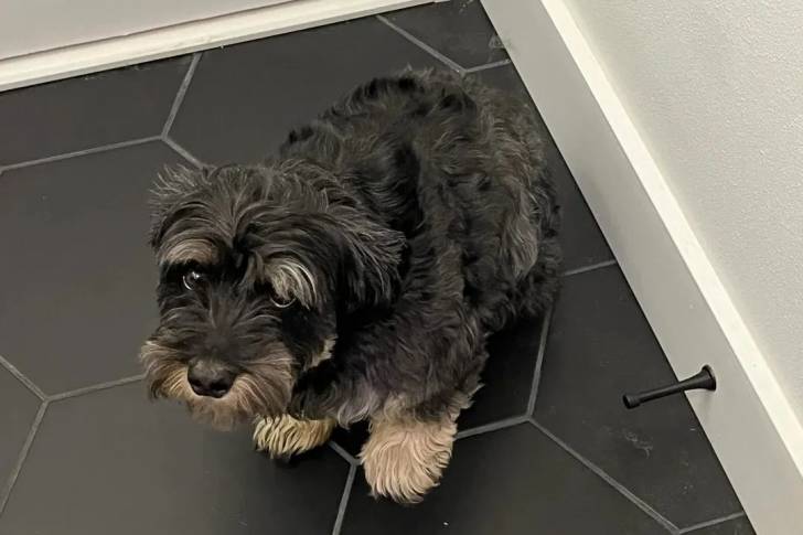 Un Miniature French Schnauzer assis sur un sol carrelé et regardant vers la caméra 