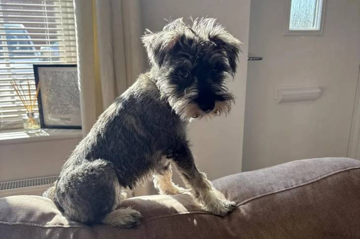 Un Miniature French Schnauzer assis sur un canapé et regardant vers la caméra