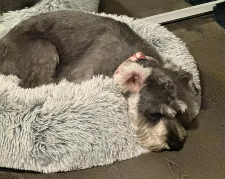 Un Miniature French Schnauzer allongé dans un panier et portant un collier autour du cou