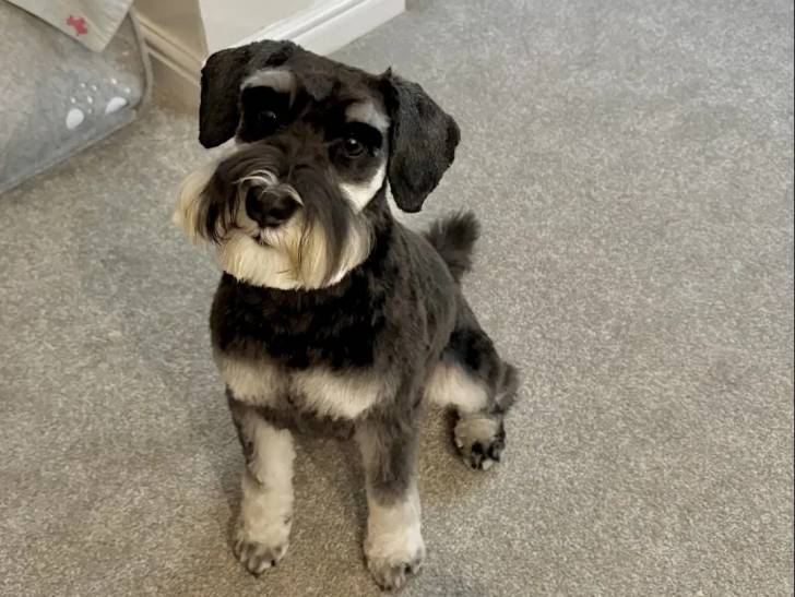 Un Miniature French Schnauzer assis sur une moquette 